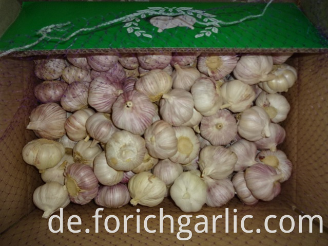 5 0cm Normal Garlic